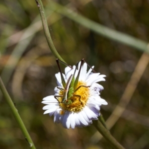 Conocephalomima barameda at Cotter River, ACT - 27 Jan 2022 12:43 PM