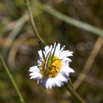 Conocephalomima barameda (False Meadow Katydid, Barameda) at Cotter River, ACT - 27 Jan 2022 by RAllen