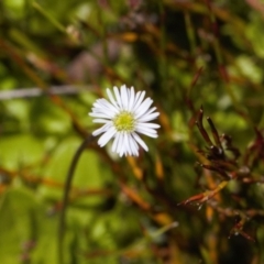 Lagenophora stipitata (Common Lagenophora) at Namadgi National Park - 27 Jan 2022 by RAllen