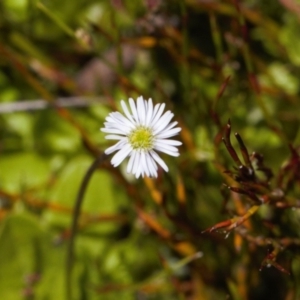 Lagenophora stipitata at Cotter River, ACT - 27 Jan 2022