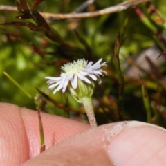 Lagenophora stipitata at Cotter River, ACT - 27 Jan 2022