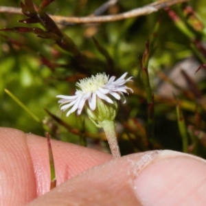 Lagenophora stipitata at Cotter River, ACT - 27 Jan 2022