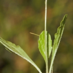 Lagenophora stipitata at Cotter River, ACT - 27 Jan 2022