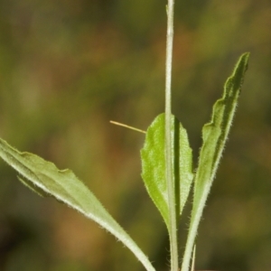 Lagenophora stipitata at Cotter River, ACT - 27 Jan 2022 12:50 PM