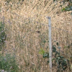 Pyrrholaemus sagittatus (Speckled Warbler) at Mundarlo, NSW - 27 Jan 2022 by Darcy