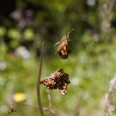 Heteronympha cordace (Bright-eyed Brown) at Namadgi National Park - 27 Jan 2022 by RAllen