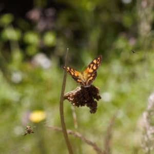 Heteronympha cordace at Cotter River, ACT - 27 Jan 2022 12:55 PM