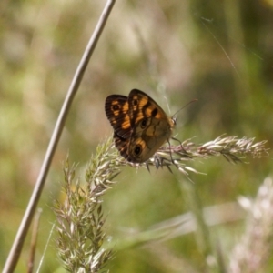 Heteronympha cordace at Cotter River, ACT - 27 Jan 2022 12:55 PM