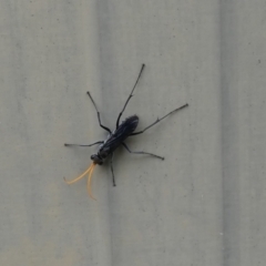Fabriogenia sp. (genus) (Spider wasp) at McKellar, ACT - 28 Jan 2022 by Birdy