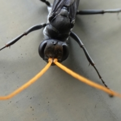 Fabriogenia sp. (genus) at McKellar, ACT - 29 Jan 2022