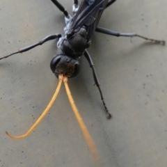 Fabriogenia sp. (genus) at McKellar, ACT - 29 Jan 2022