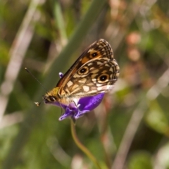 Oreixenica orichora (Spotted Alpine Xenica) at Cotter River, ACT - 27 Jan 2022 by RAllen