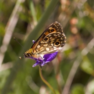 Oreixenica orichora at Cotter River, ACT - 27 Jan 2022