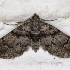 Phrissogonus laticostata (Apple looper moth) at Melba, ACT - 9 Nov 2021 by kasiaaus