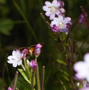 Epilobium sp. at Cotter River, ACT - 27 Jan 2022 02:07 PM