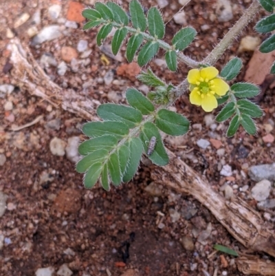 Tribulus terrestris (Caltrop, Cat-head) at Kerang, VIC - 29 Jan 2022 by Darcy