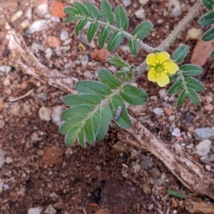 Tribulus terrestris at Kerang, VIC - 29 Jan 2022