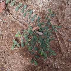 Tribulus terrestris at Kerang, VIC - 29 Jan 2022