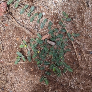 Tribulus terrestris at Kerang, VIC - 29 Jan 2022 11:21 AM