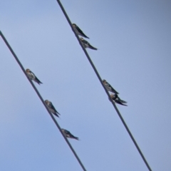 Hirundo neoxena (Welcome Swallow) at Kerang, VIC - 29 Jan 2022 by Darcy