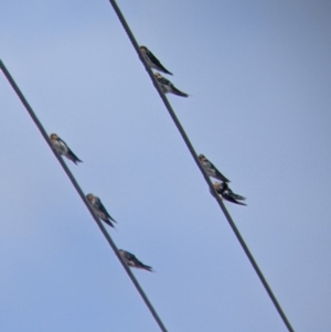 Hirundo neoxena at Kerang, VIC - 29 Jan 2022 11:28 AM