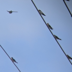 Hirundo neoxena at Kerang, VIC - 29 Jan 2022 11:28 AM