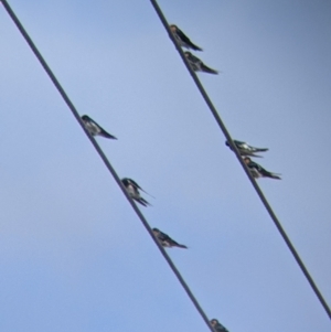 Hirundo neoxena at Kerang, VIC - 29 Jan 2022 11:28 AM