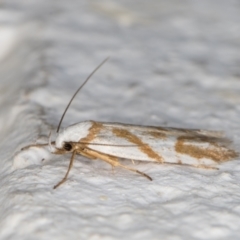 Oxythecta acceptella at Melba, ACT - 10 Nov 2021