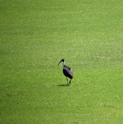 Threskiornis spinicollis (Straw-necked Ibis) at Kerang, VIC - 29 Jan 2022 by Darcy