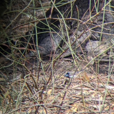 Malurus cyaneus (Superb Fairywren) at Kerang, VIC - 29 Jan 2022 by Darcy