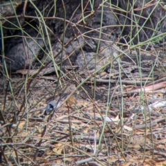 Malurus cyaneus at Kerang, VIC - 29 Jan 2022