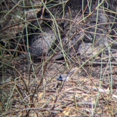 Malurus cyaneus at Kerang, VIC - 29 Jan 2022