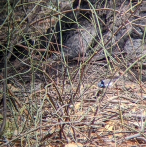 Malurus cyaneus at Kerang, VIC - 29 Jan 2022