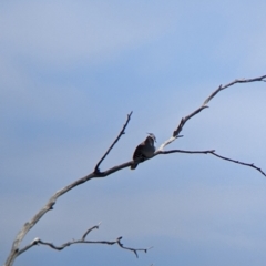 Ocyphaps lophotes at Kerang, VIC - 29 Jan 2022 11:44 AM