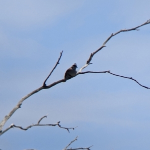 Ocyphaps lophotes at Kerang, VIC - 29 Jan 2022 11:44 AM