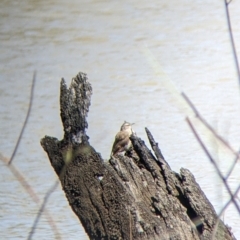 Climacteris picumnus victoriae (Brown Treecreeper) at Kerang, VIC - 29 Jan 2022 by Darcy