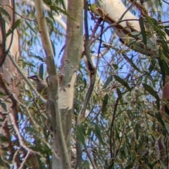 Anthochaera carunculata (Red Wattlebird) at Kerang, VIC - 29 Jan 2022 by Darcy