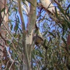 Anthochaera carunculata at Kerang, VIC - 29 Jan 2022 11:57 AM