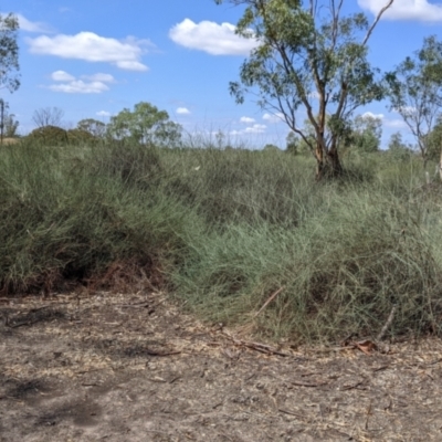 Duma florulenta (Lignum, Barrgay) at Kerang, VIC - 29 Jan 2022 by Darcy