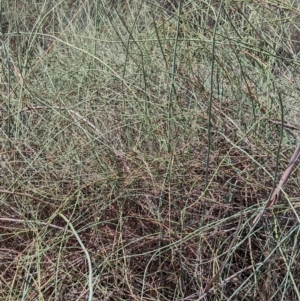 Duma florulenta at Kerang, VIC - 29 Jan 2022 12:00 PM