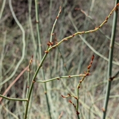 Duma florulenta at Kerang, VIC - 29 Jan 2022 12:00 PM