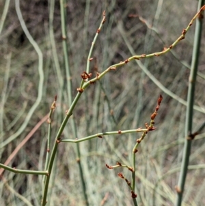 Duma florulenta at Kerang, VIC - 29 Jan 2022