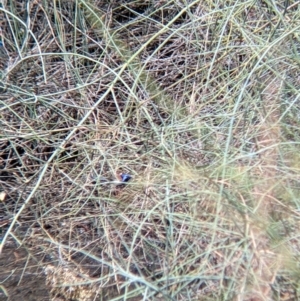 Malurus assimilis at Kerang, VIC - 29 Jan 2022 12:02 PM