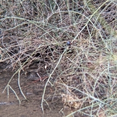 Malurus assimilis at Kerang, VIC - 29 Jan 2022