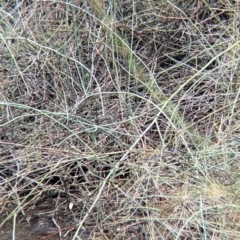 Malurus assimilis at Kerang, VIC - 29 Jan 2022 12:02 PM