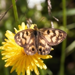 Heteronympha cordace (Bright-eyed Brown) at Namadgi National Park - 27 Jan 2022 by RAllen