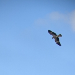 Haliastur sphenurus (Whistling Kite) at Kerang, VIC - 29 Jan 2022 by Darcy