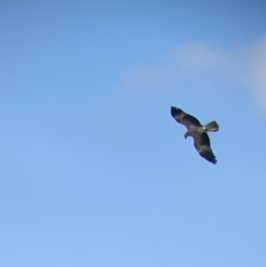 Haliastur sphenurus at Kerang, VIC - 29 Jan 2022