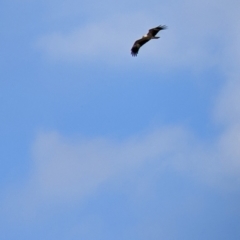 Haliastur sphenurus at Kerang, VIC - 29 Jan 2022