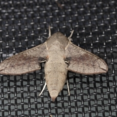 Hippotion scrofa (Coprosma Hawk Moth) at Higgins, ACT - 28 Jan 2022 by AlisonMilton